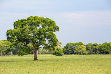 Typical landscape of the Pantanal Wetlands in wet season, one tree in foreground on a meadow,Mato Grosso, Brazil