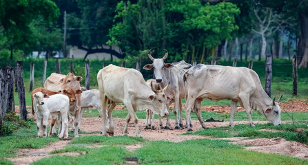 Fototapeta premium Typical Pantaneiro cattle grazing on a meadow with trees in background, Pantanal Wetlands, Mato Grosso, Brazil