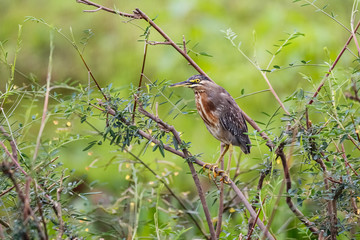Striated Heron perching on bush branch against green background, Pantanal Wetlands, Mato Grosso, Brazil