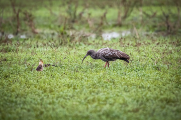A Plumbeous Ibis and a Guira Cockoo foraging in a swampy meadow, Pantanal Wetlands, Mato Grosso, Brazil