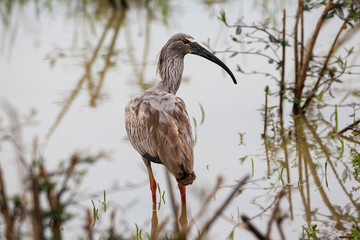 Close up of a Plumbeous Ibis standing in the water, with mirror reflected plants, looking to the right, Pantanal Wetlands, Mato Grosso, Brazil
