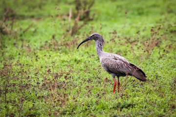 Obraz na płótnie Canvas Side view of a Plumbeous Ibis foraging in a green swampy meadow, Pantanal Wetlands, Mato Grosso, Brazil