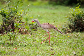 Close up of a Red-legged Seriema foraging for food on a green meadow, Pantanal Wetlands, Mato Grosso, Brazil