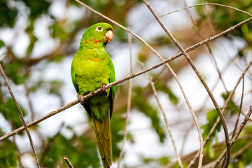 White-eyed Parakeet perching on a tiny branch against natural defocused background, Pantanal...