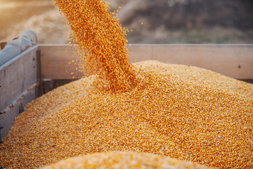 Machine for separating corn grains working on field and filling tractor trailer with corn. Autumn...
