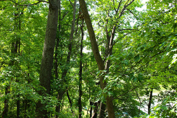 trees