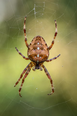 European garden spider (Araneus diadematus)
