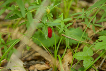 Wild Strawberries
