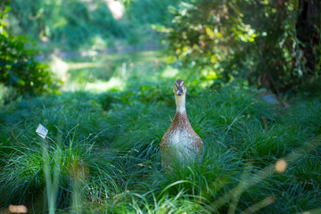 Duck cheek