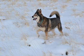 dog in the snow