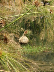 nest on water plant