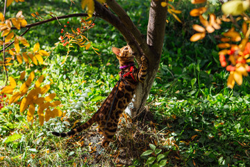 Cute little bengal kitty cat walking outdoors close to the rowan tree