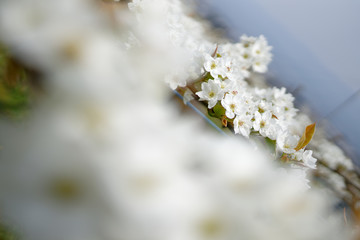 Apple white flowers at apple orchard