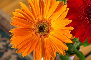 Multicolored gerbera flowers close up