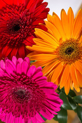 Multicolored gerbera flowers close up