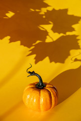 Pumpkin with a shadow from maple leaves on a yellow background.