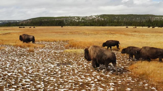 Bisons in Yellowstone National Park, aerial of Montana, green lands, beautiful nature of Northwest of USA, travel around America on RV