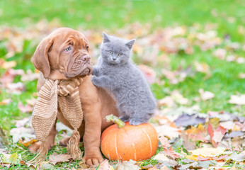 Puppy and kitten sitting together with pumpkin on autumn foliage. Empty space for text - Powered by Adobe