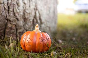 thanksgiving holiday background, autumn pumpkin background
