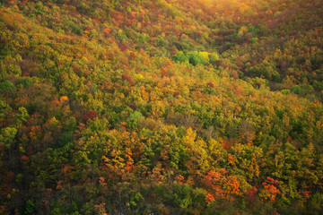 Autumn forest background.