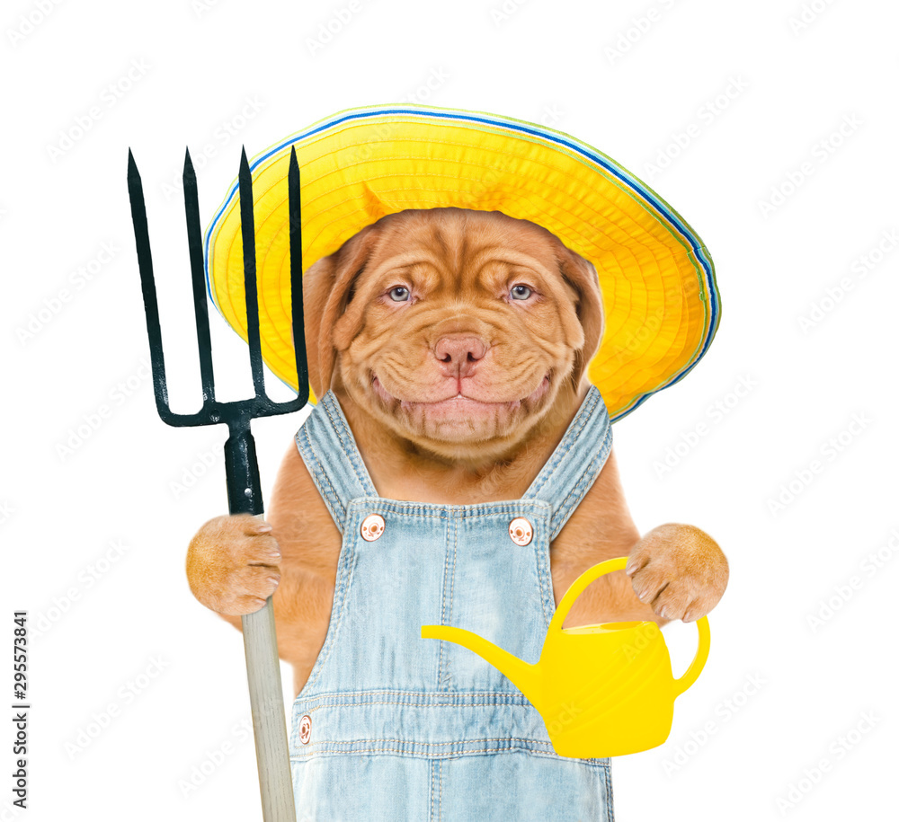 Poster Smiling puppy farmer with a watering can and pitchfork. isolated on white background