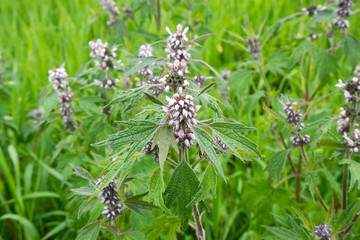 Medicinal plant - Motherwort (Leonúrus). Close-up flower on a green meadow.