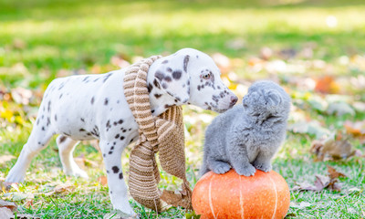 Dalmatian puppy with warm scarf around his neck sniffing a kitten in autumn park
