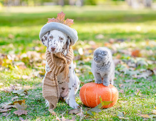 Dalmatian puppy in a warm hat sitting with a kitten on autumn foliage with a pumpkin
