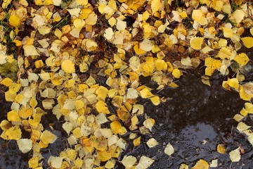 autumn juicy yellow leaves lie on damp pavement