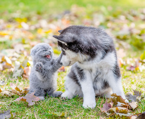 Scared small kitten hissing at a husky puppy in autumn park