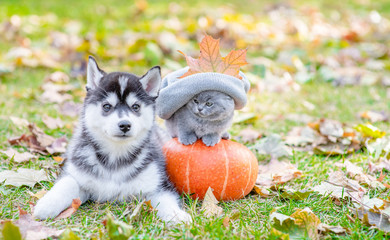 Funny kitten in a warm hat sitting near a husky puppy on a pumpkin in autumn park.