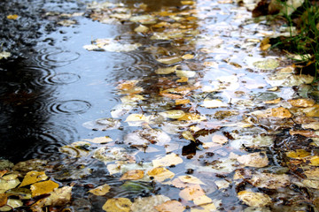 autumn yellow leaves in a clean puddle in autumn