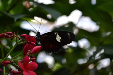 butterfly on flower