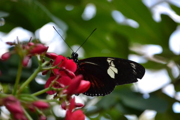 butterfly on flower