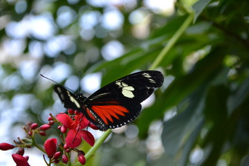 butterfly on a flower