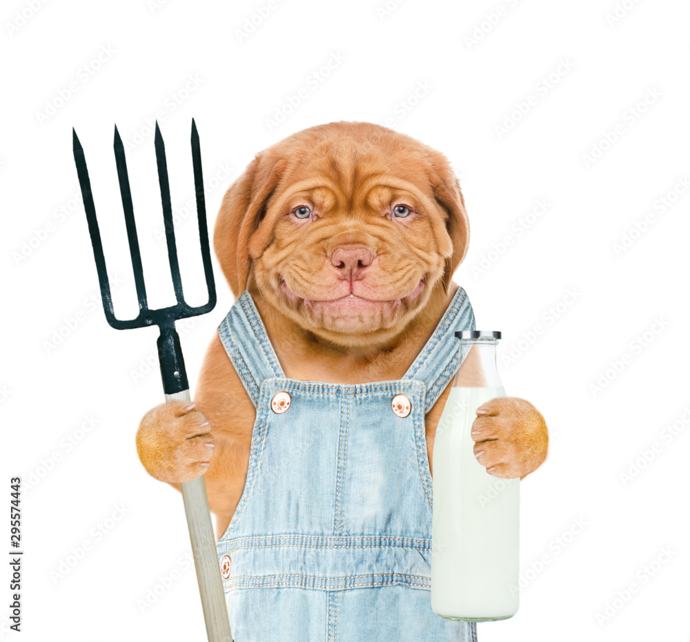 Poster smiling puppy farmer with bottle of milk and pitchfork. isolated on white background