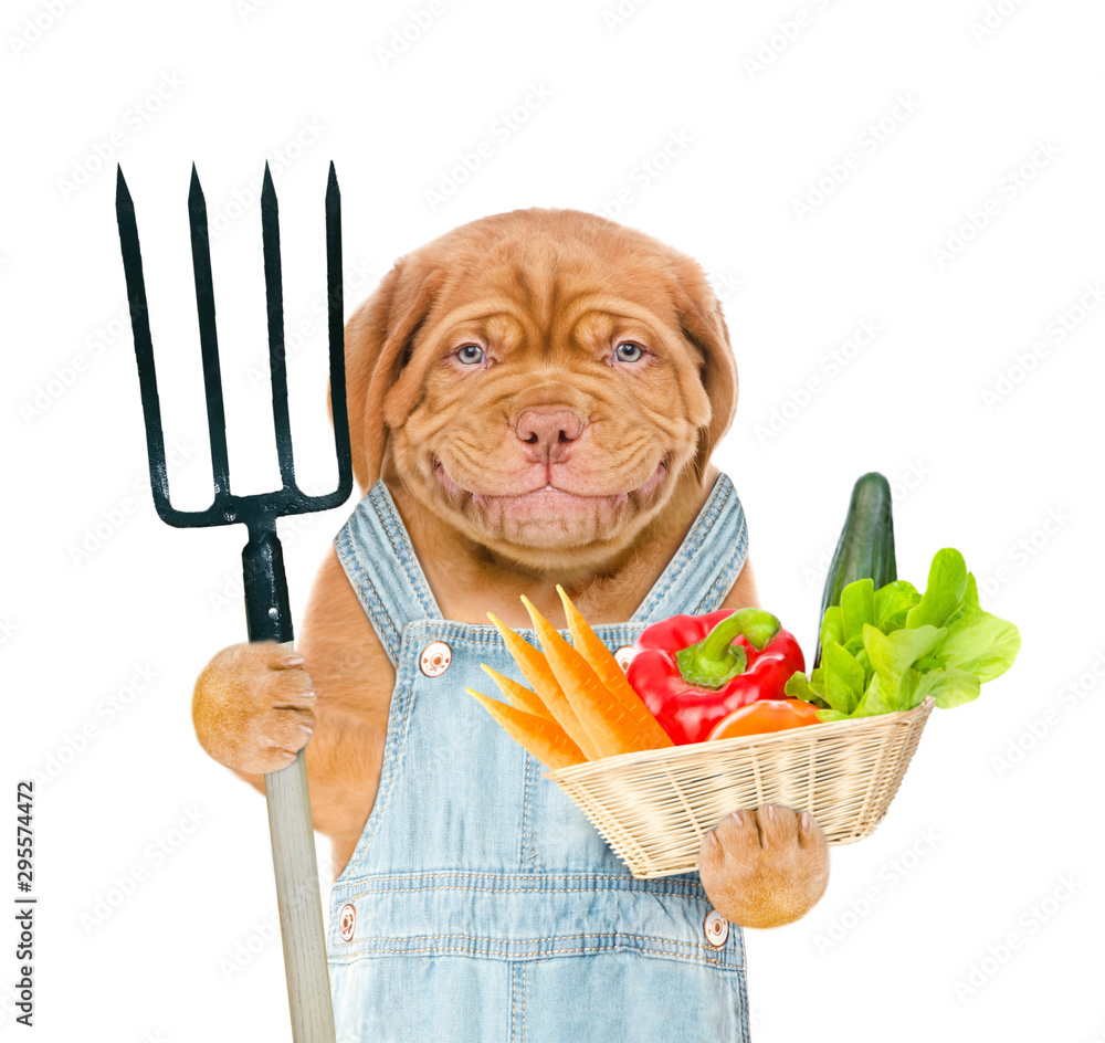 Poster smiling puppy farmer with pitchfork and basket of vegetables. isolated on white background