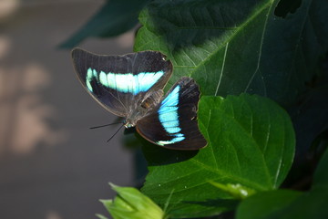 butterfly on leaf