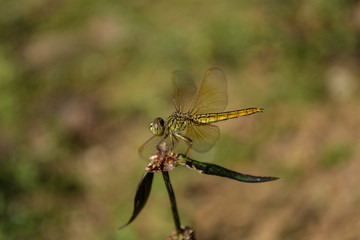 Redbrown dragonfly on leaf