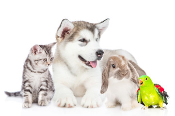 Group of pets - parrot,rabbit,cat and dog sitting together in front view and looking away. Isolated on white background