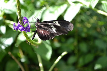 butterfly on flower