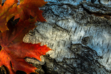 The bark of a birch with autumn leaves of maple - 295574625
