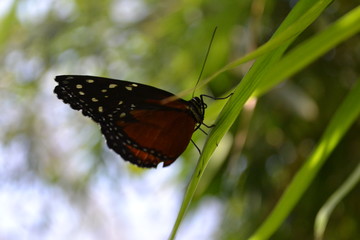 butterfly on flower