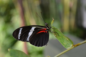 butterfly on leaf