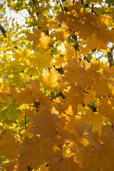colorful autumn leaves of a maple tree with sunshine in the background - 295574675