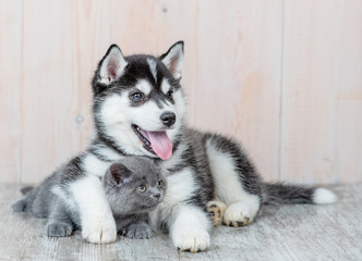 Siberian husky puppy embracing gray british kitten at home