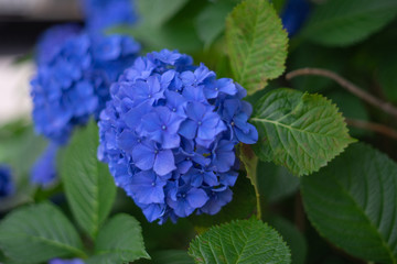 梅雨 紫陽花 あじさい 満開