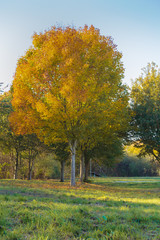 Fototapeta na wymiar A maple tree in a park with colorful autumn leaves in sunshine