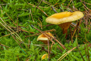 Mushrooms in the forest with moss as a close-up in the sunshine - 295575025