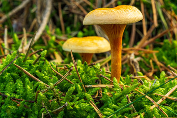 Mushrooms in the forest with moss as a close-up in the sunshine - 295575067